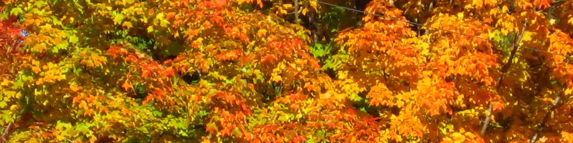 Autumn leaves