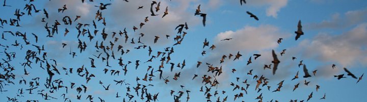 bats