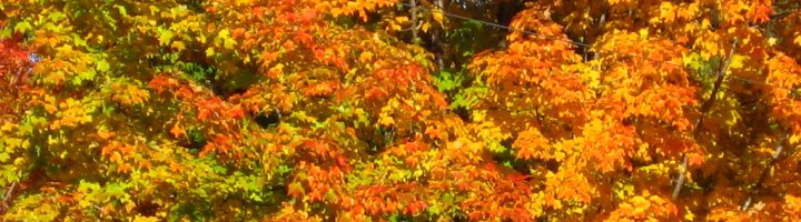Autumn leaves
